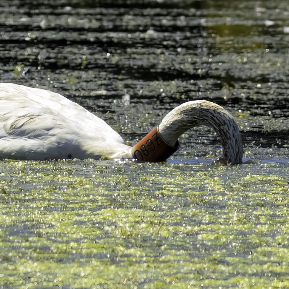 Cygne trompette - ML644427097