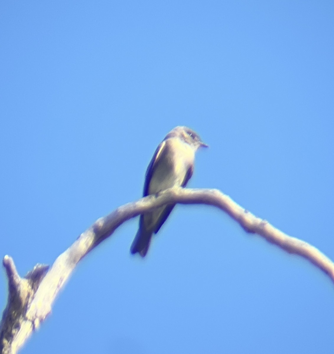Western Wood-Pewee - ML644427099