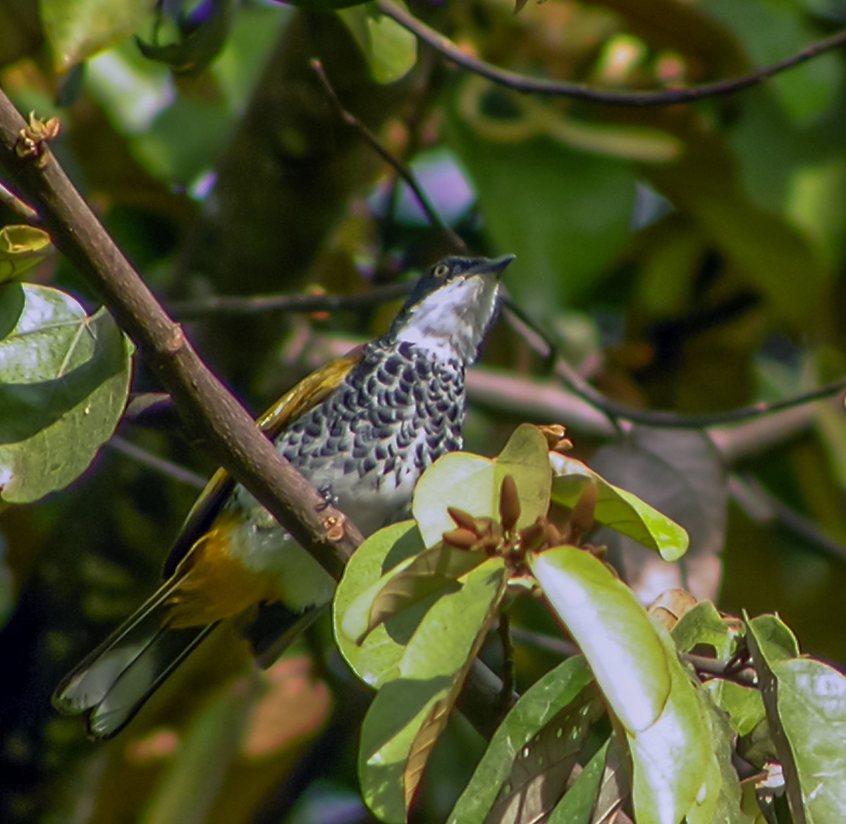 Чешуйчатый бюльбюль - ML644427100