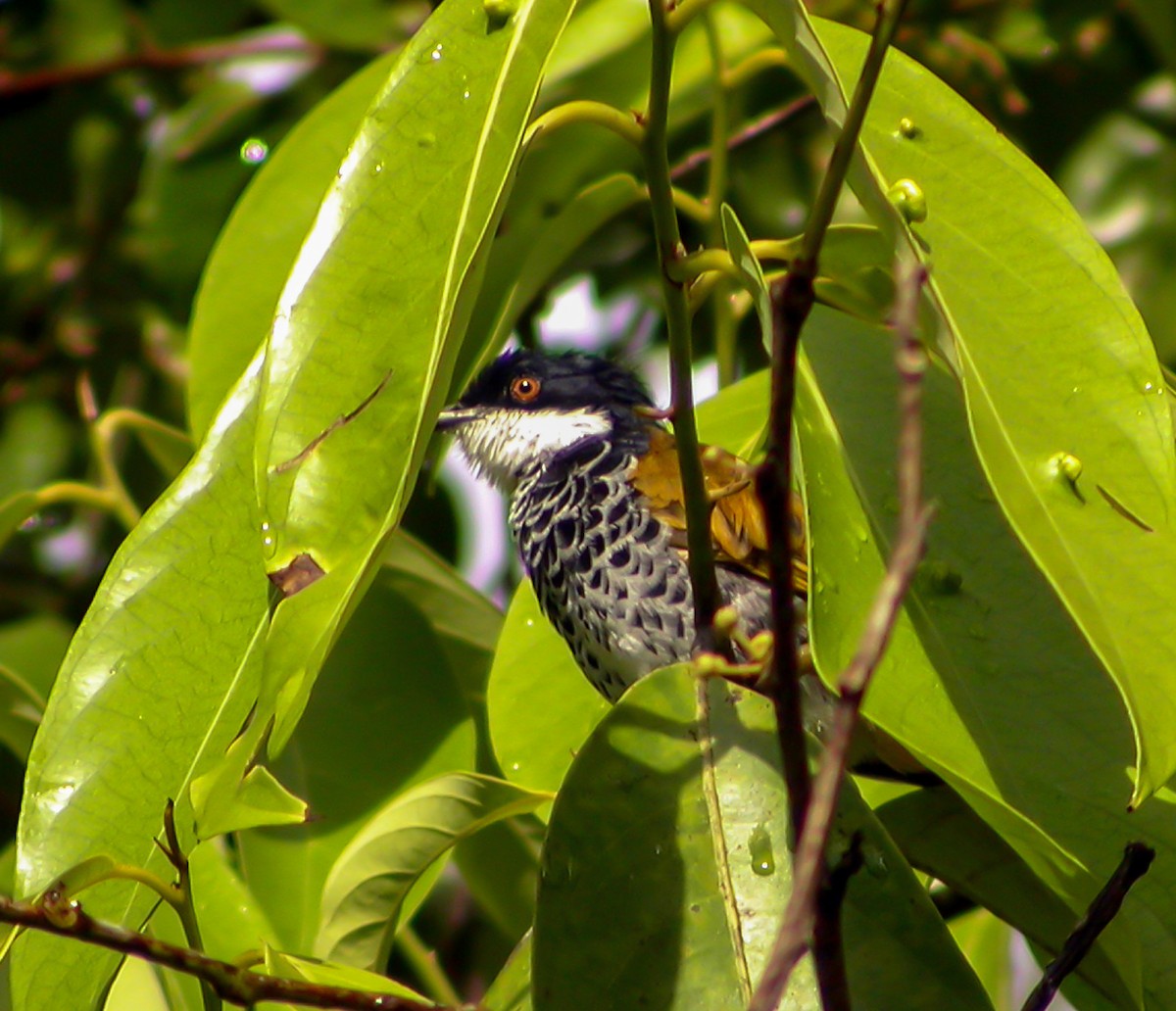 Чешуйчатый бюльбюль - ML644427101