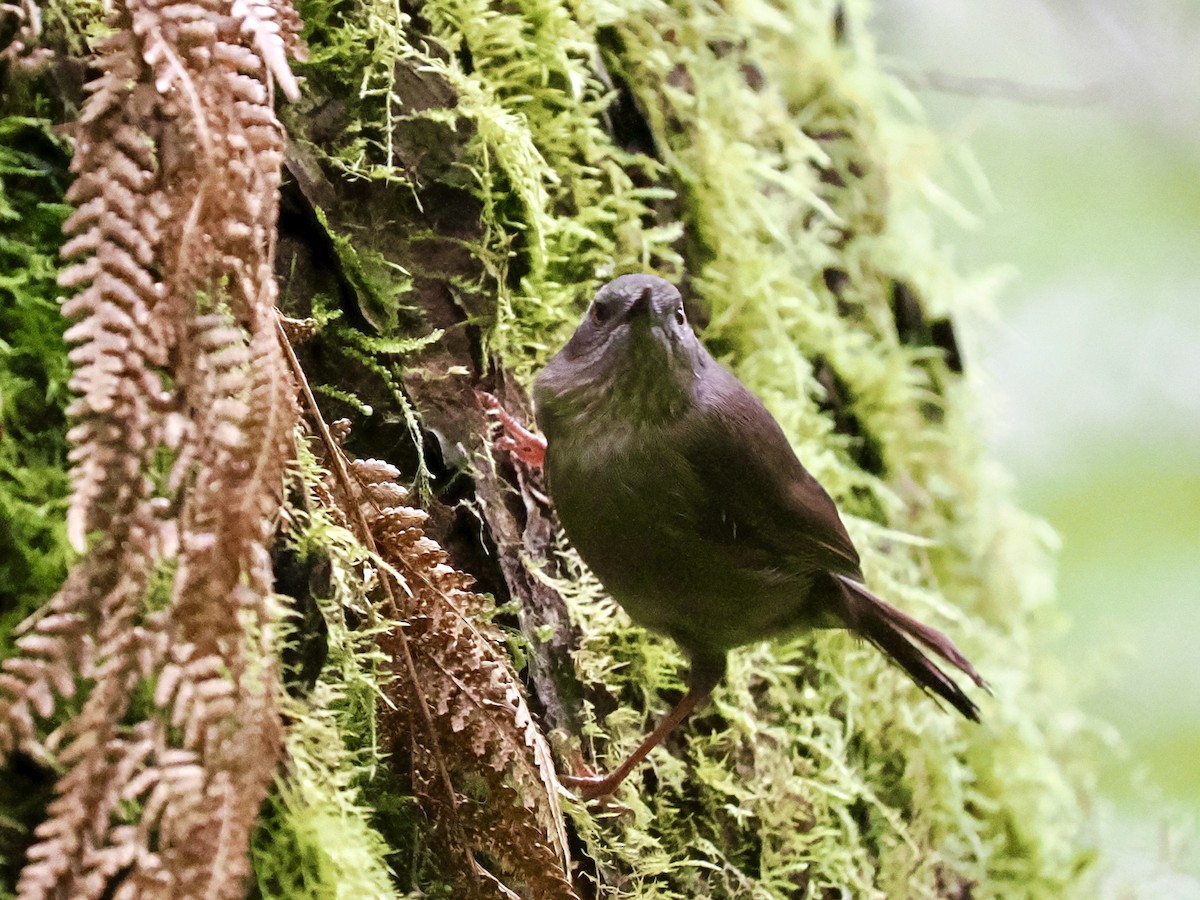 Тасманийская кустовка - ML644427103