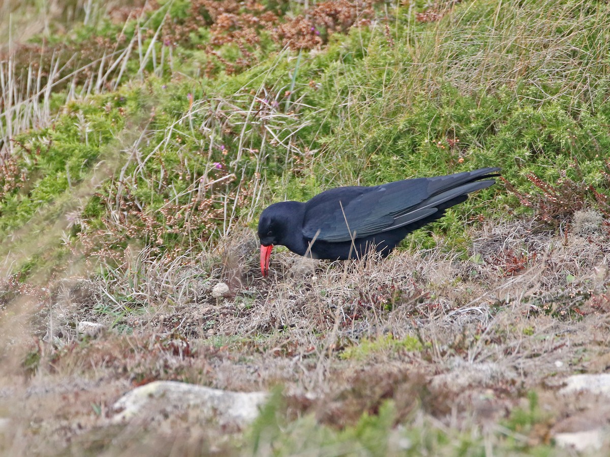 Red-billed Chough - ML644427104