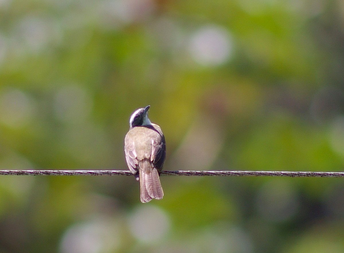 Social Flycatcher - ML64442711