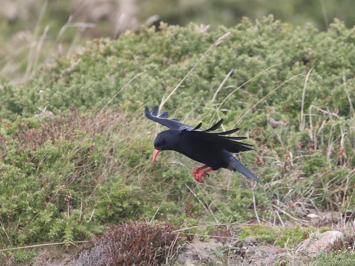 Red-billed Chough - ML644427112