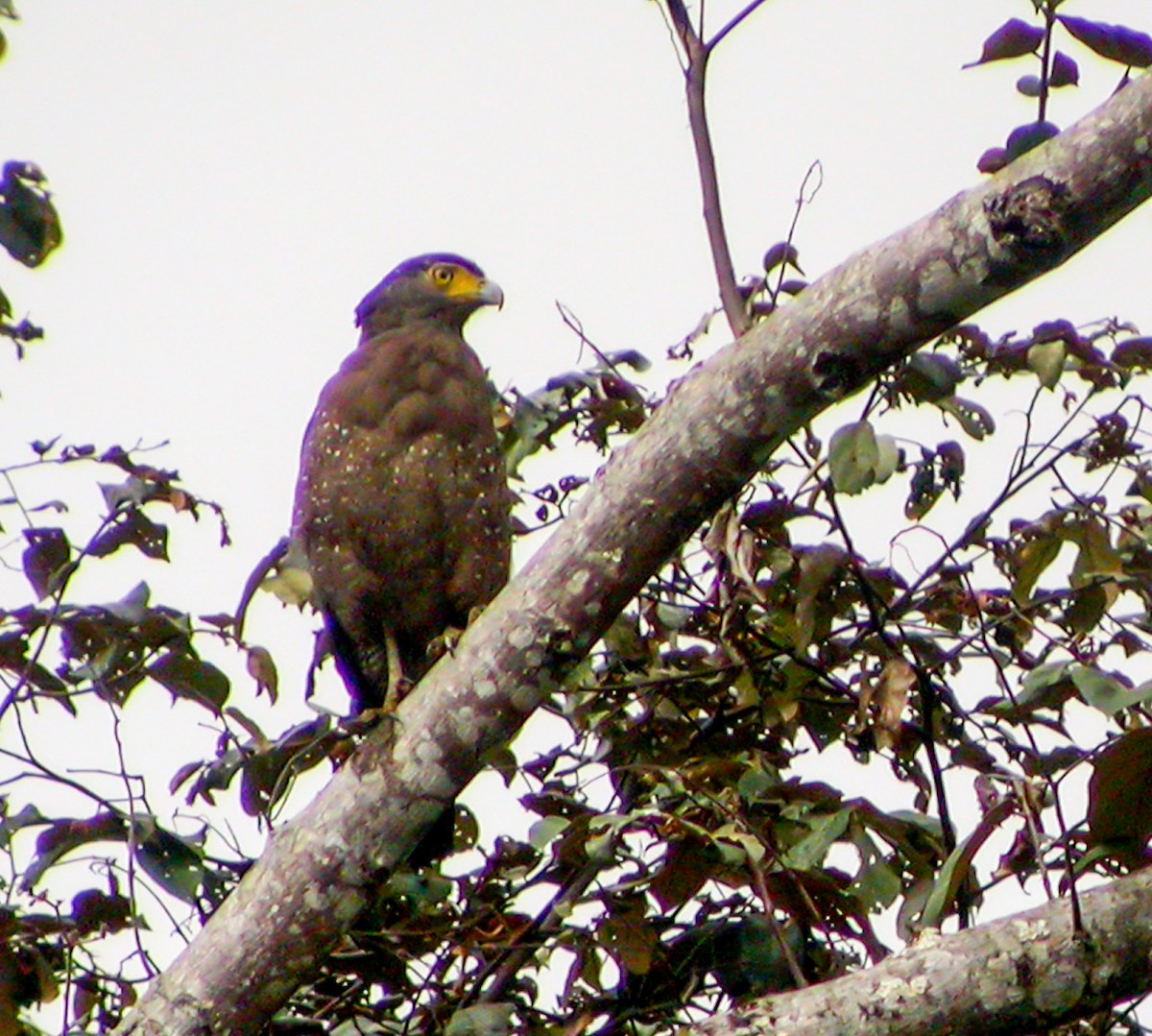 Crested Serpent-Eagle - ML644427113