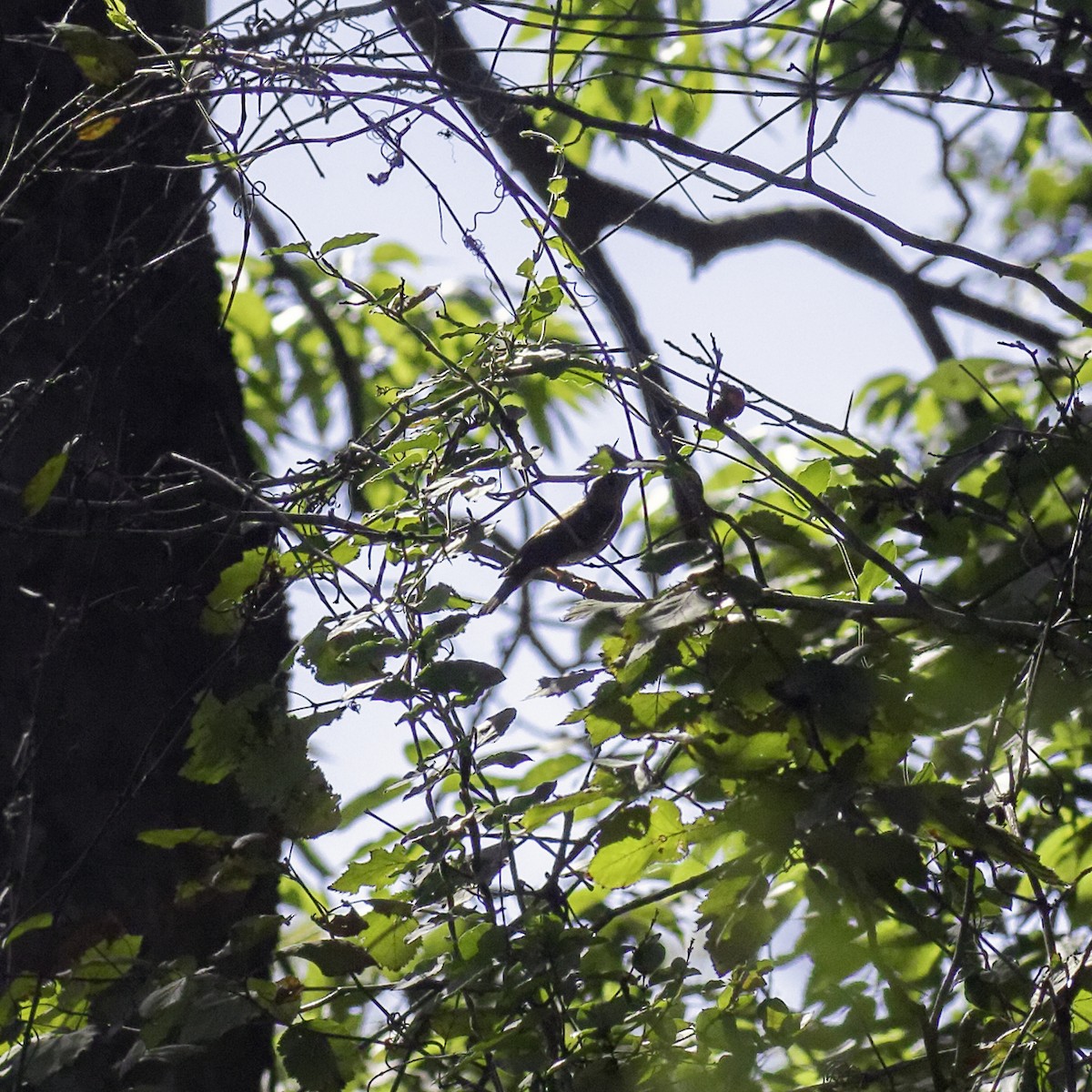 Grive fauve - ML644427115