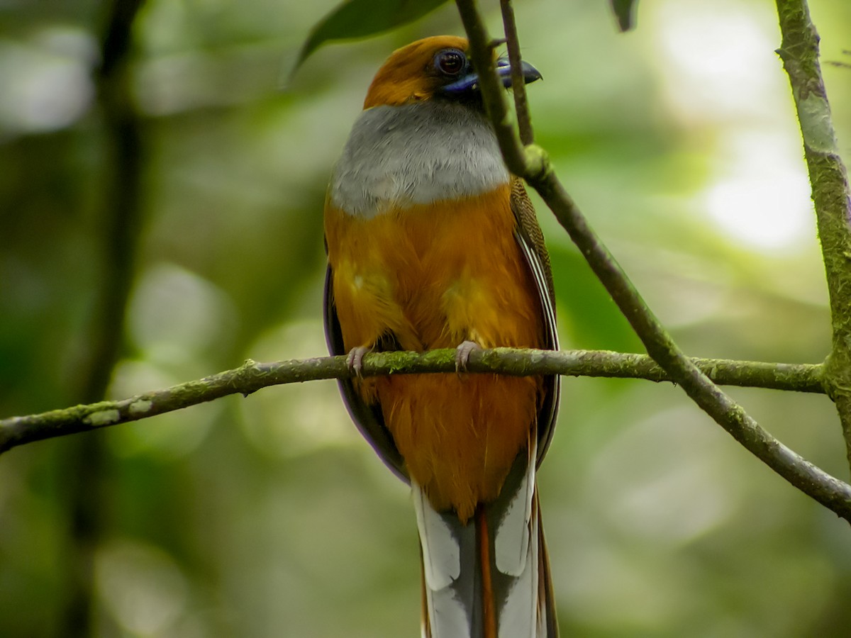Whitehead's Trogon - ML644427118