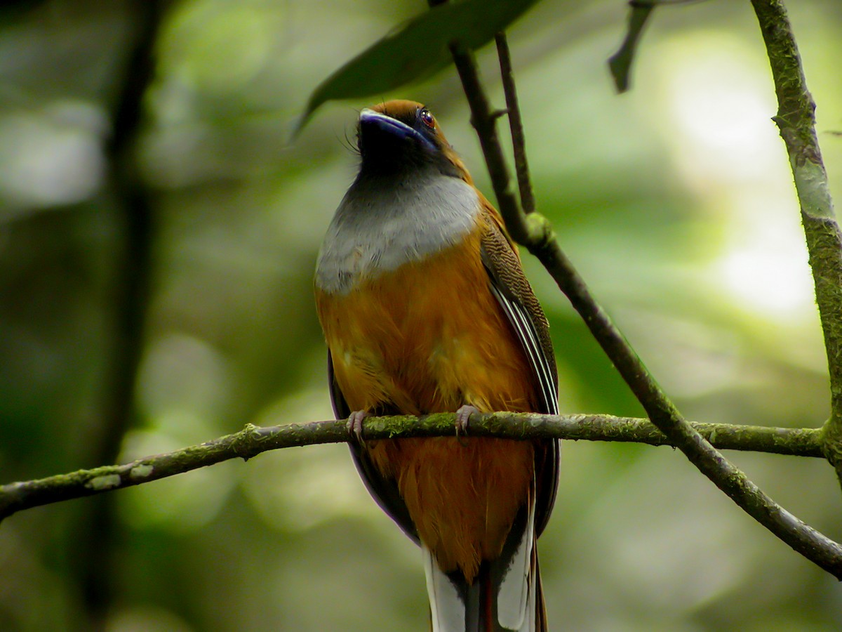 Whitehead's Trogon - ML644427119