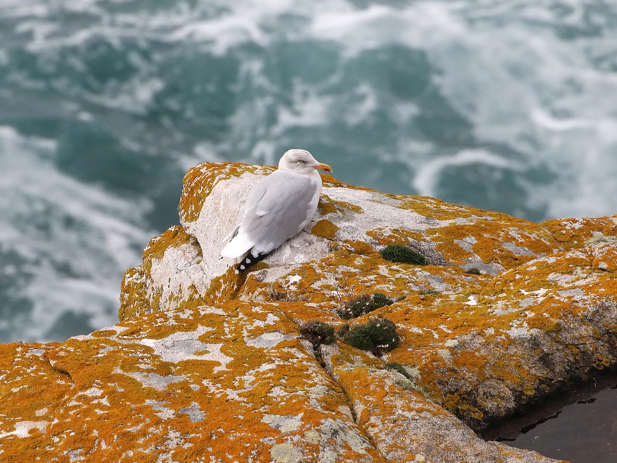 European Herring Gull - ML644427125