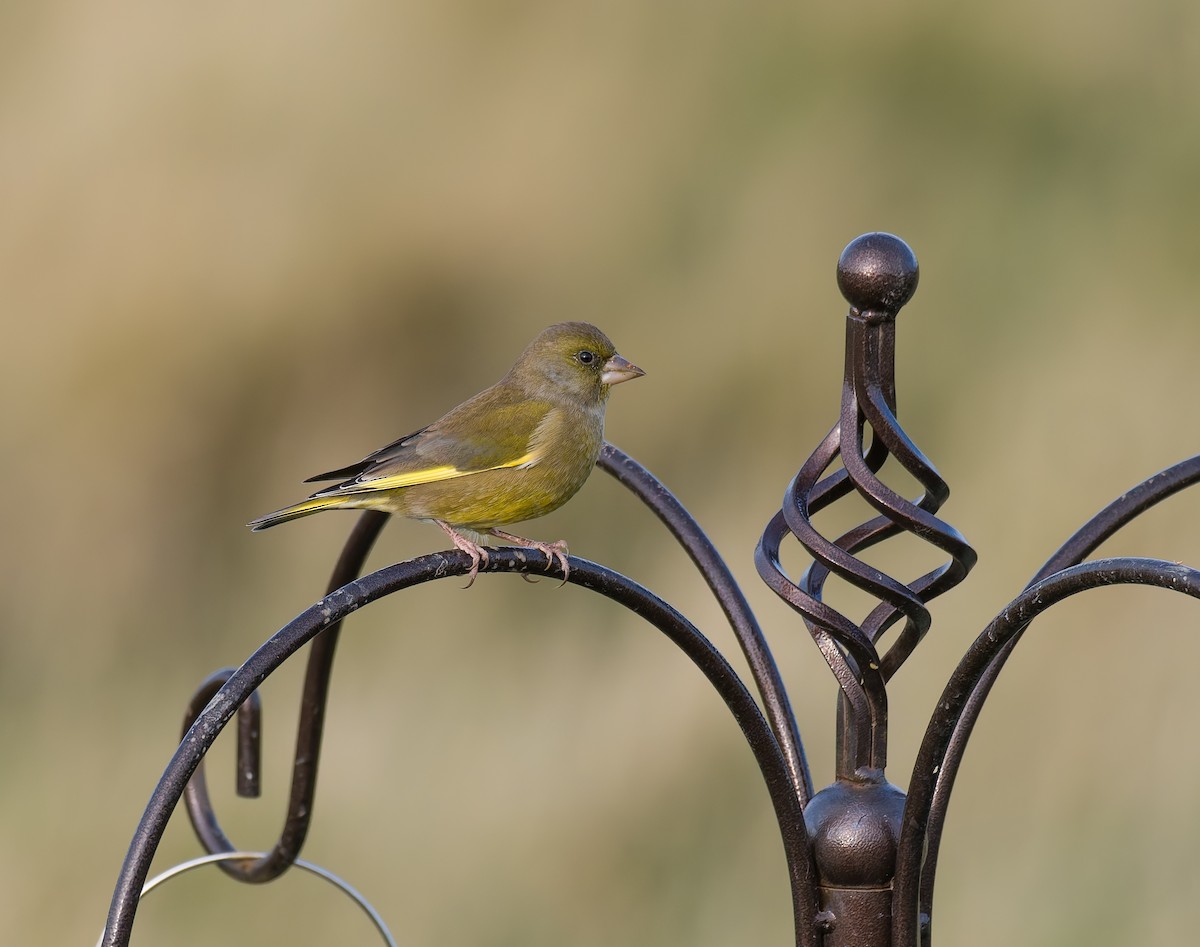 zvonek zelený - ML644427126