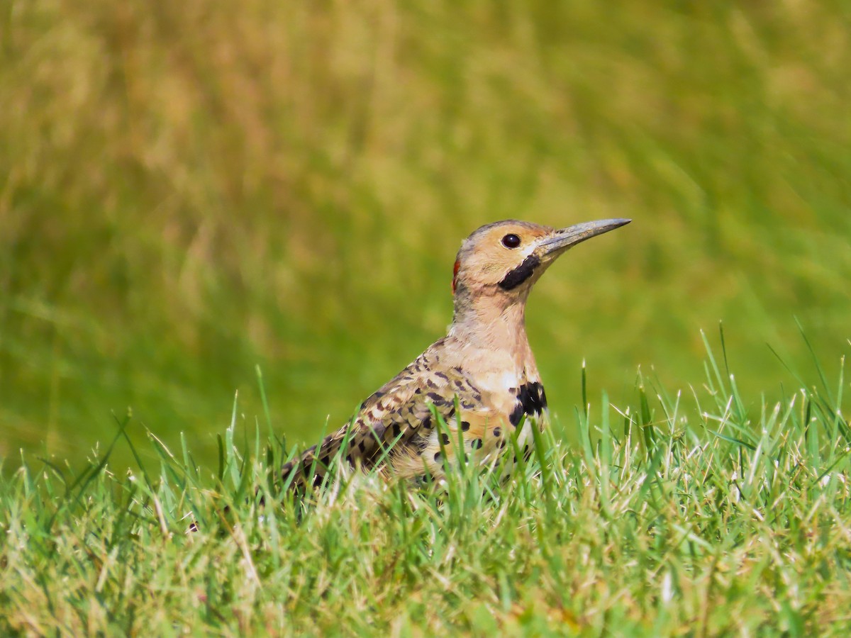 Northern Flicker - ML644427127