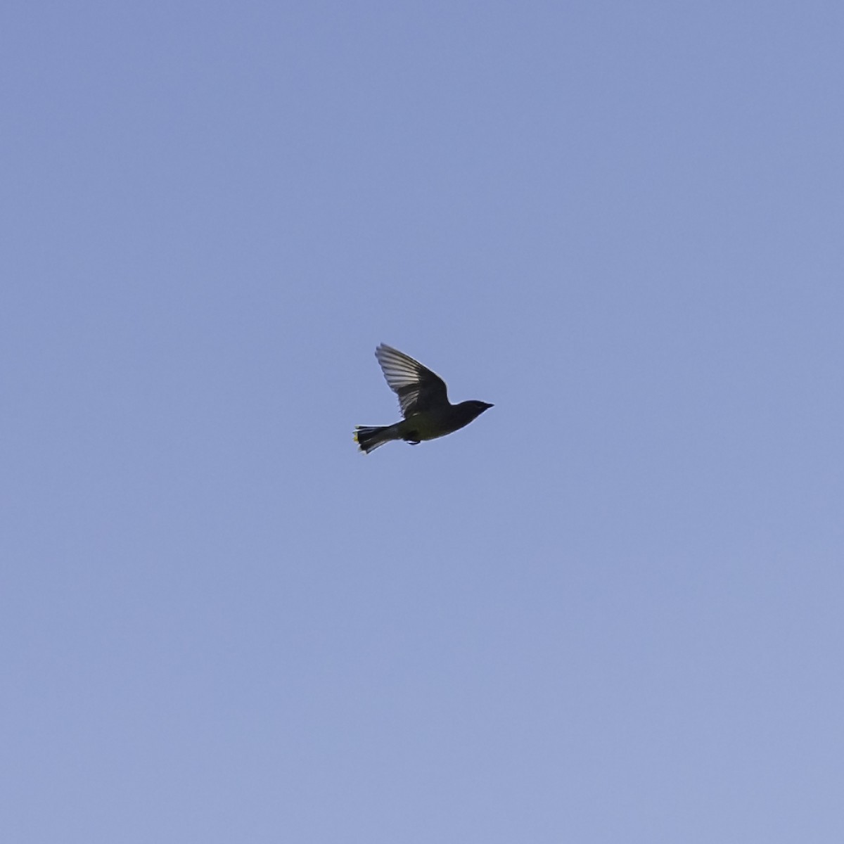 Jaseur d'Amérique - ML644427128