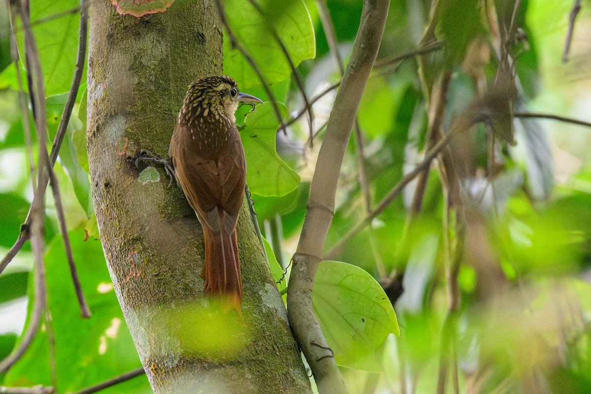 Grimpar brun - ML644427132