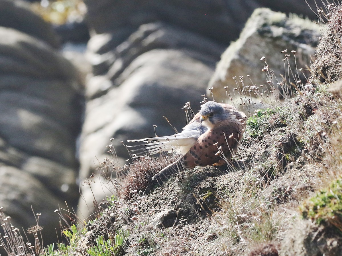 Eurasian Kestrel - ML644427133