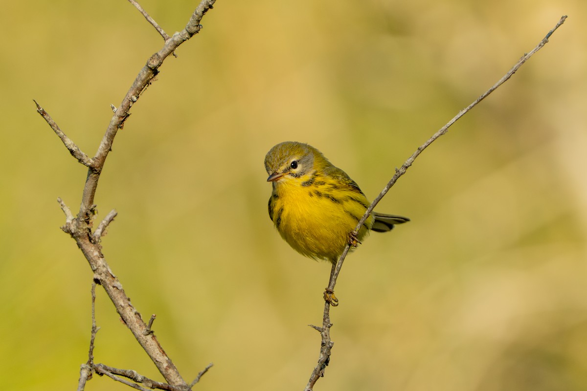 Paruline des prés - ML644427135