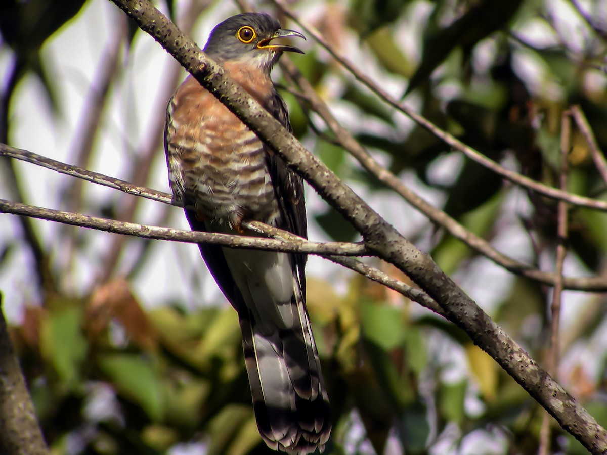 クロジュウイチ - ML644427136