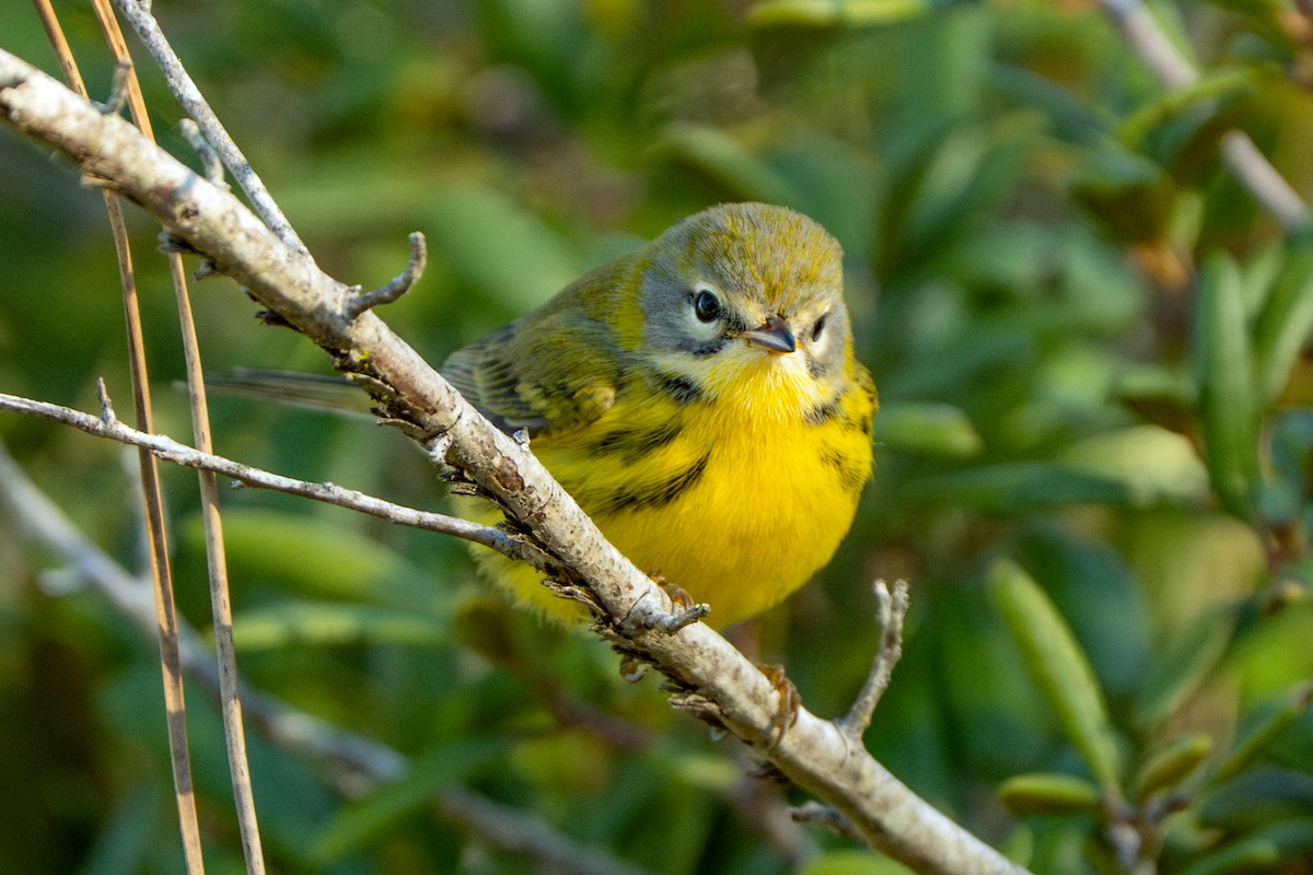 Paruline des prés - ML644427137