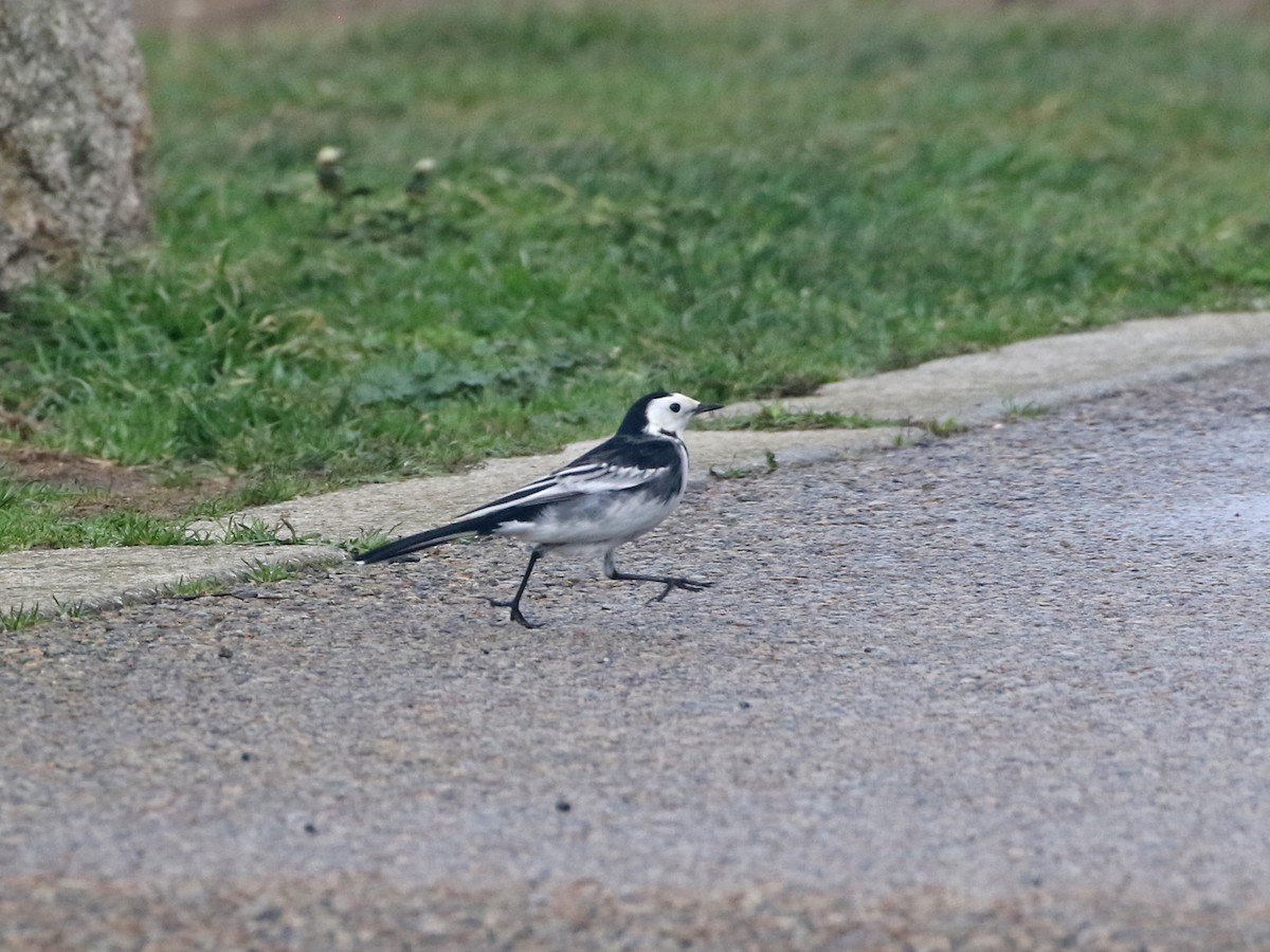 Buztanikara zuria (yarrellii) - ML644427149