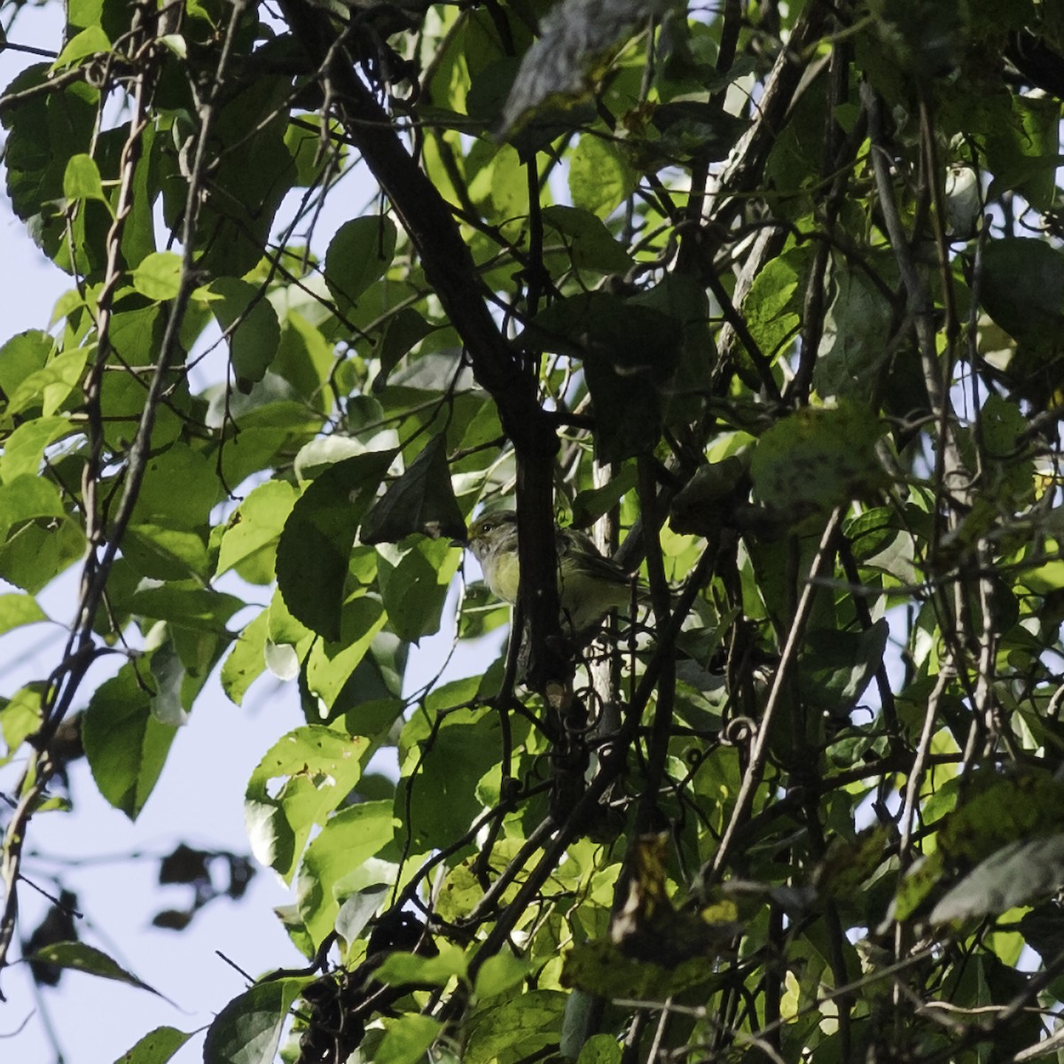 Viréo aux yeux blancs - ML644427156