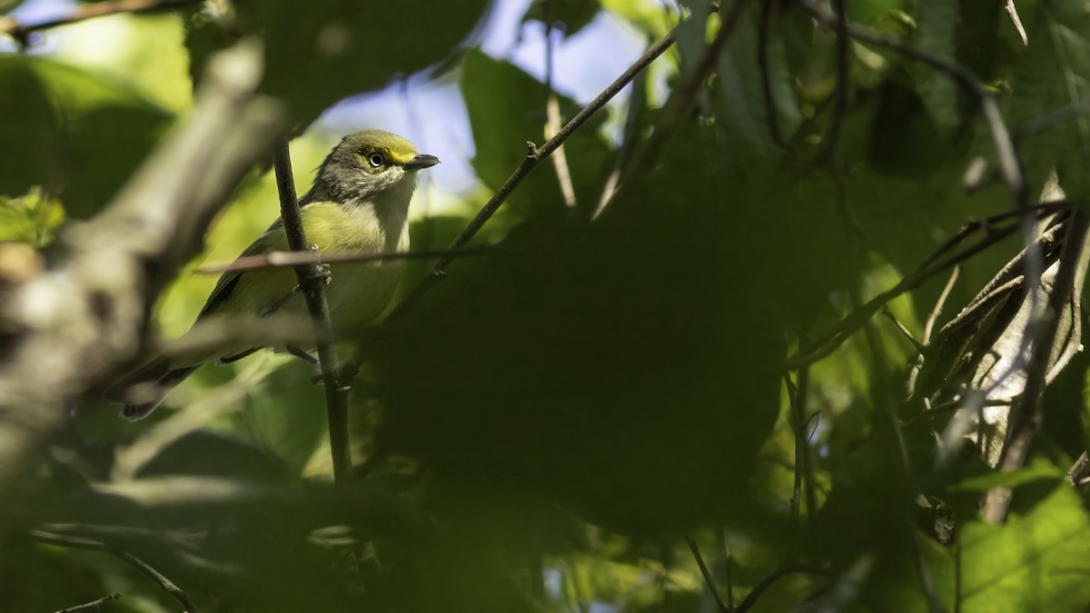 Viréo aux yeux blancs - ML644427159