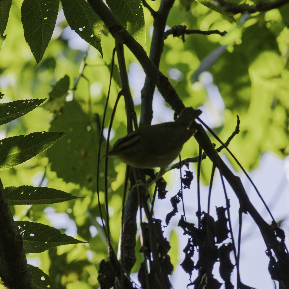 Paruline vermivore - ML644427167