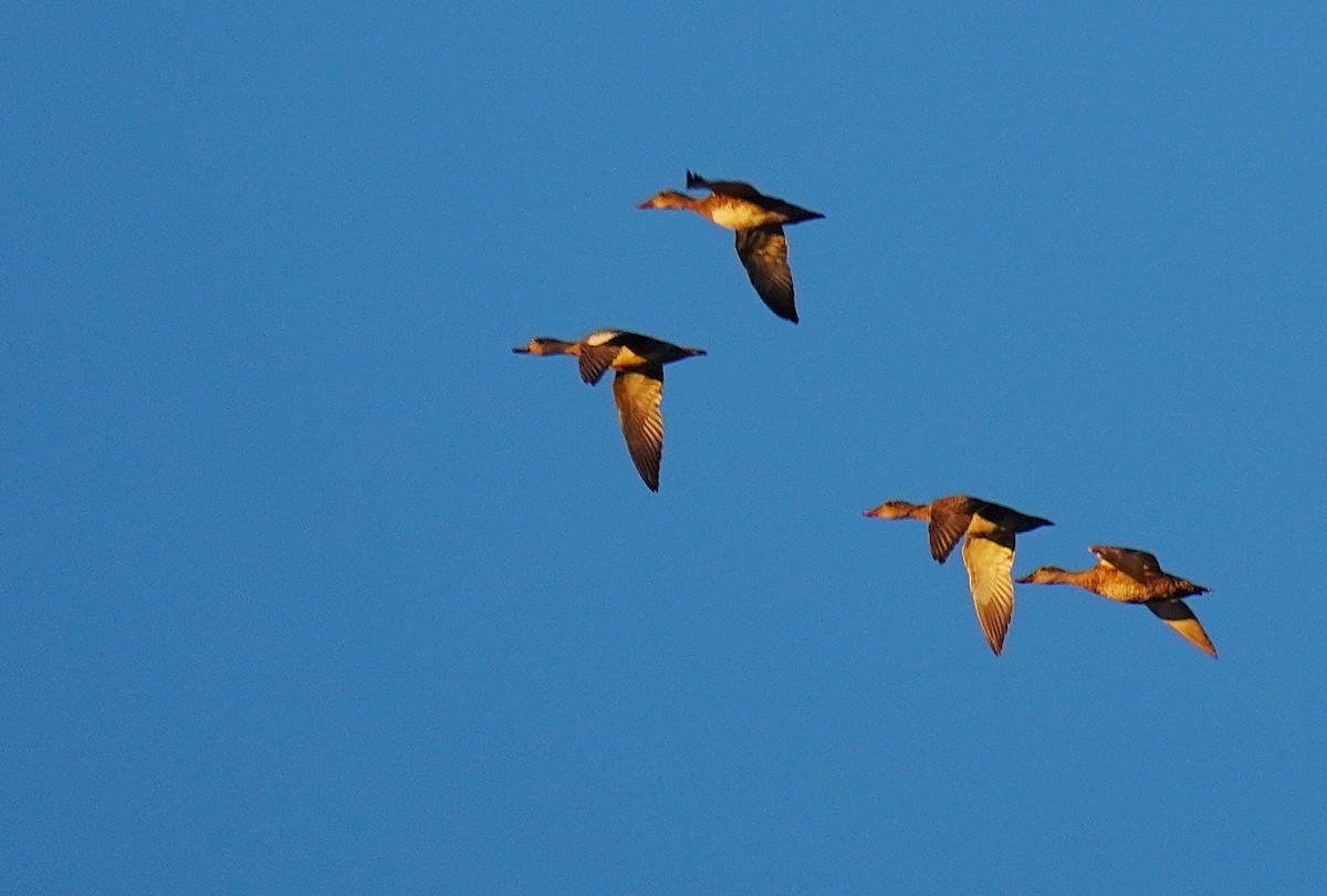 Нерозень - ML644427180