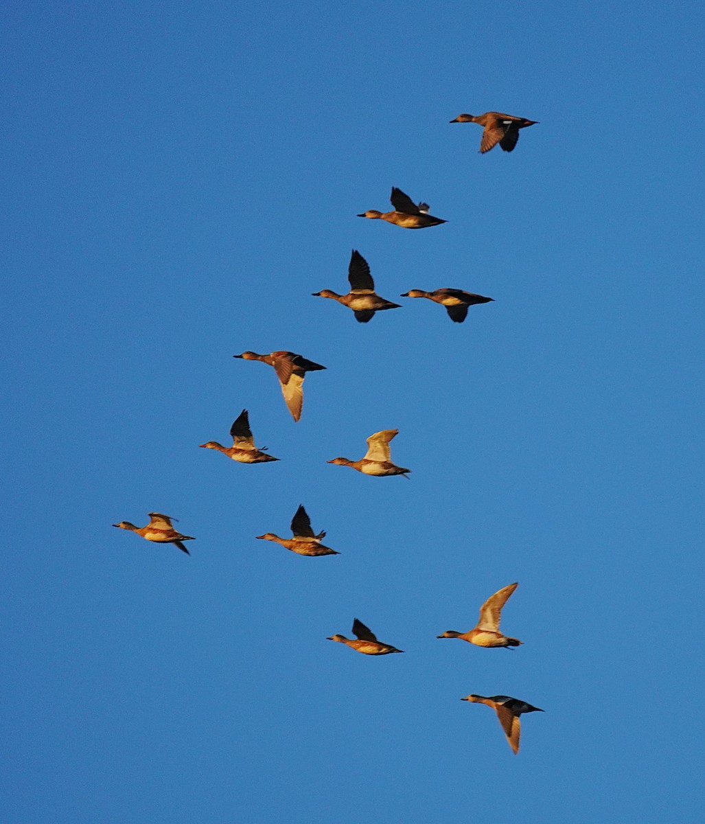 Нерозень - ML644427181