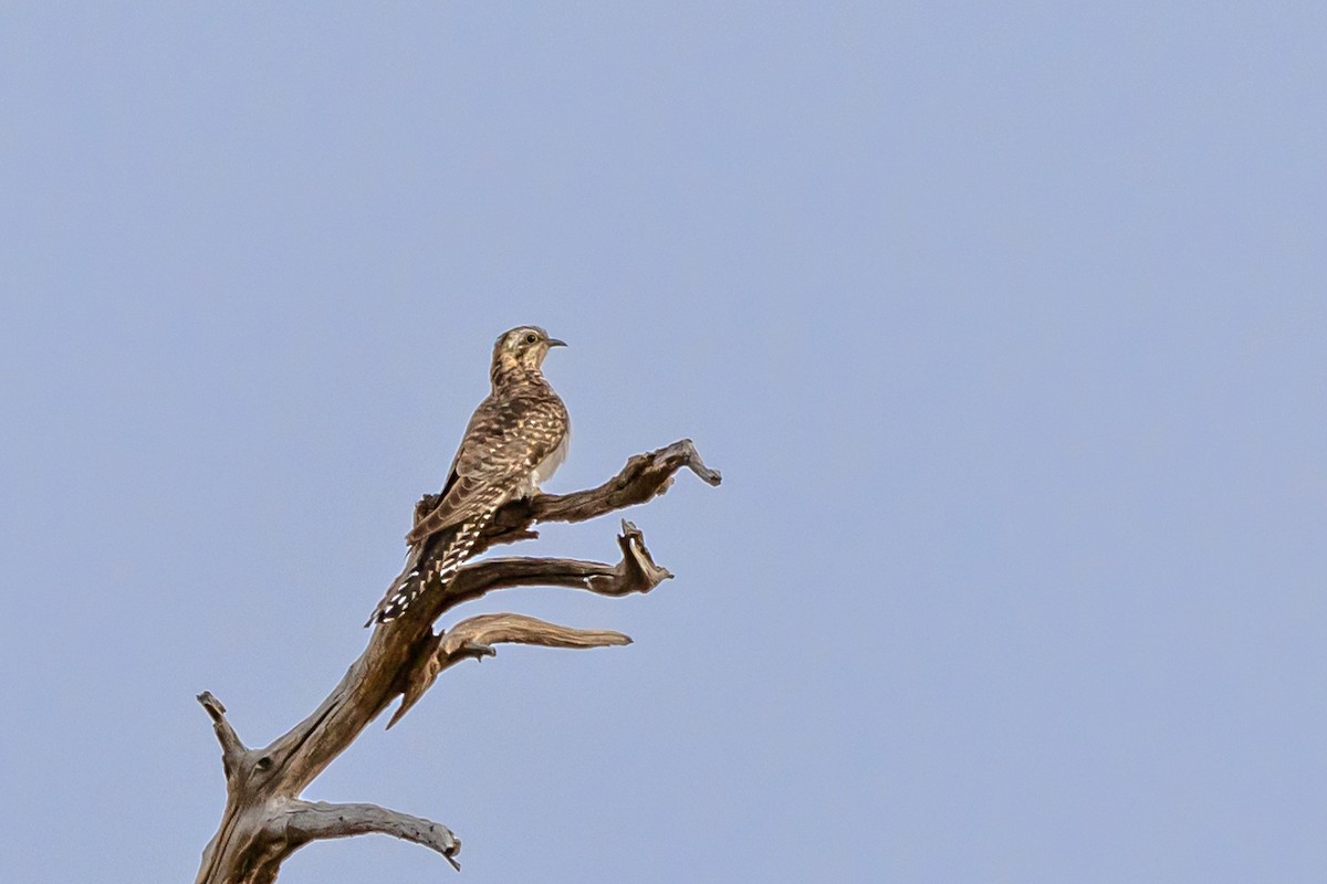 Pallid Cuckoo - ML644427192