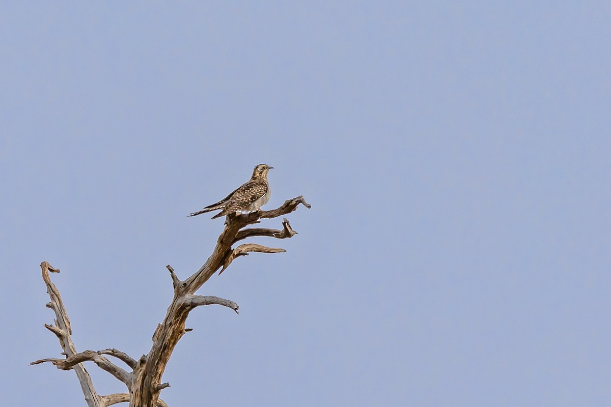 Pallid Cuckoo - ML644427193