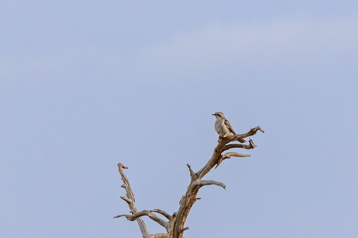 Pallid Cuckoo - ML644427194