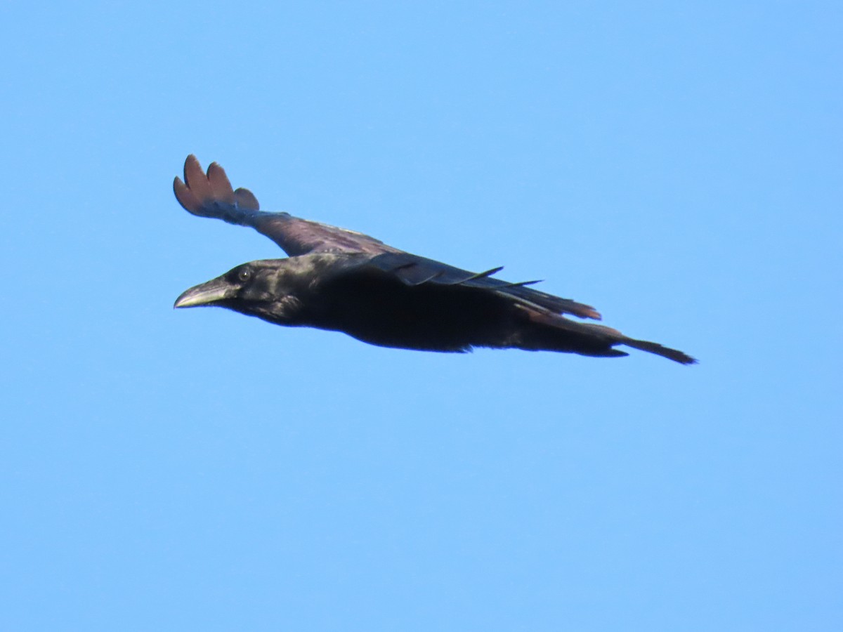 Corvo imperiale - ML644427197