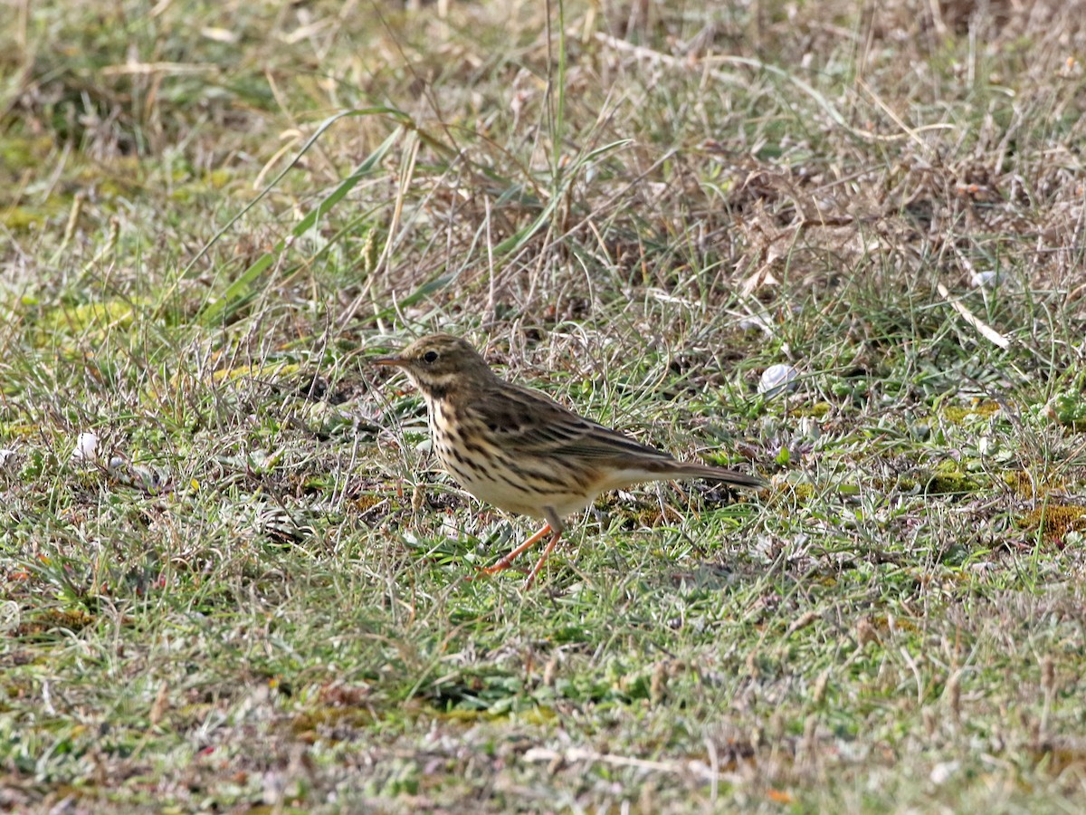 Meadow Pipit - ML644427211