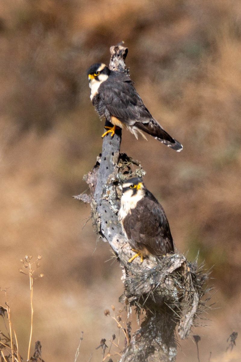 Belatz galtzaduna - ML644427213