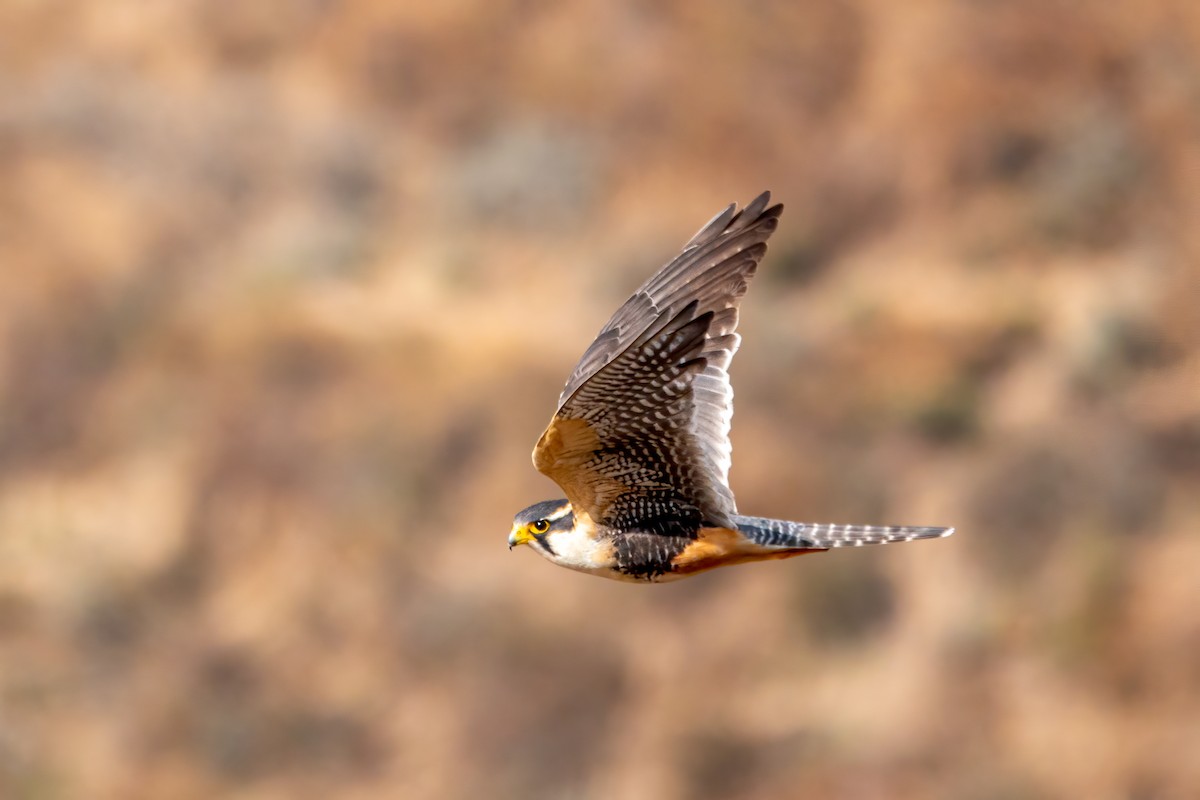 Belatz galtzaduna - ML644427214