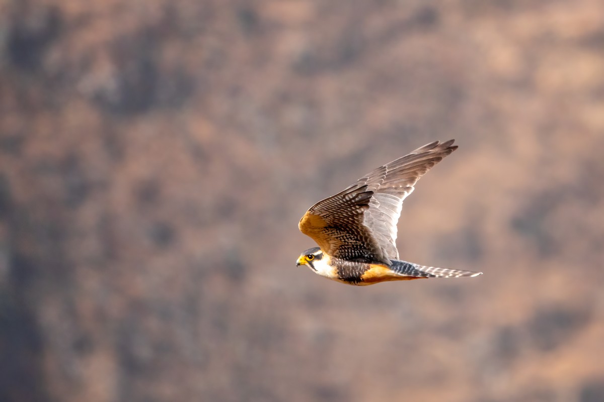 Belatz galtzaduna - ML644427215