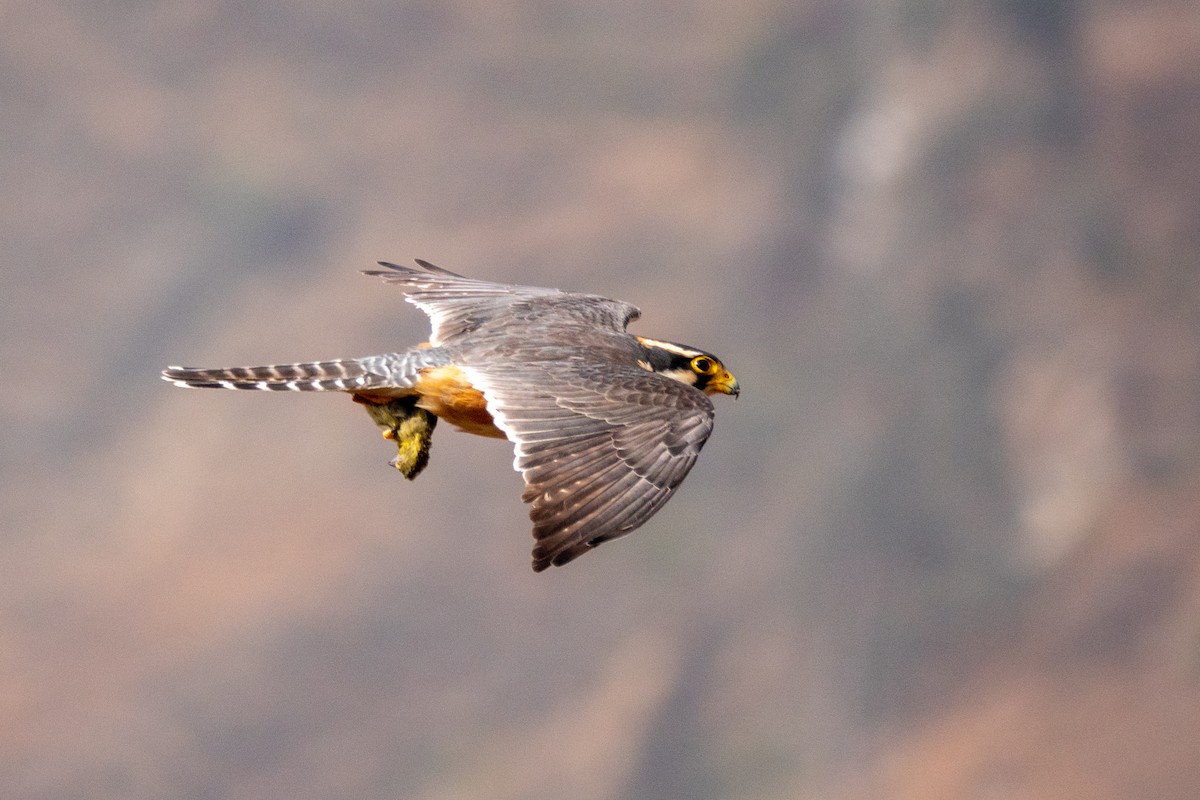 Belatz galtzaduna - ML644427216