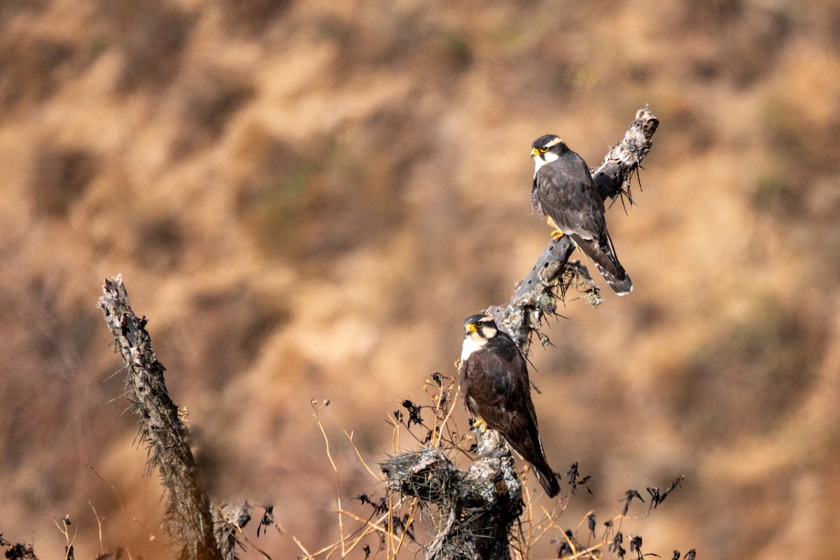 Belatz galtzaduna - ML644427217