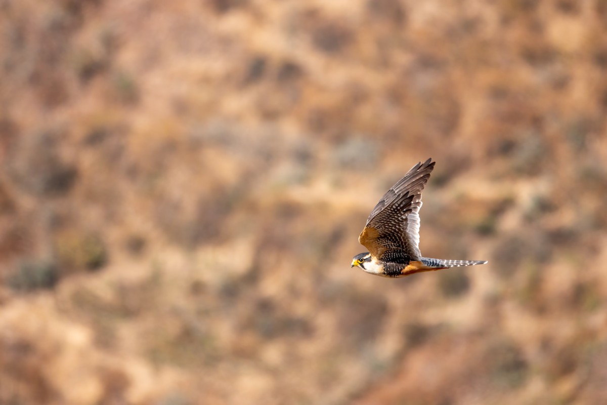 Belatz galtzaduna - ML644427218