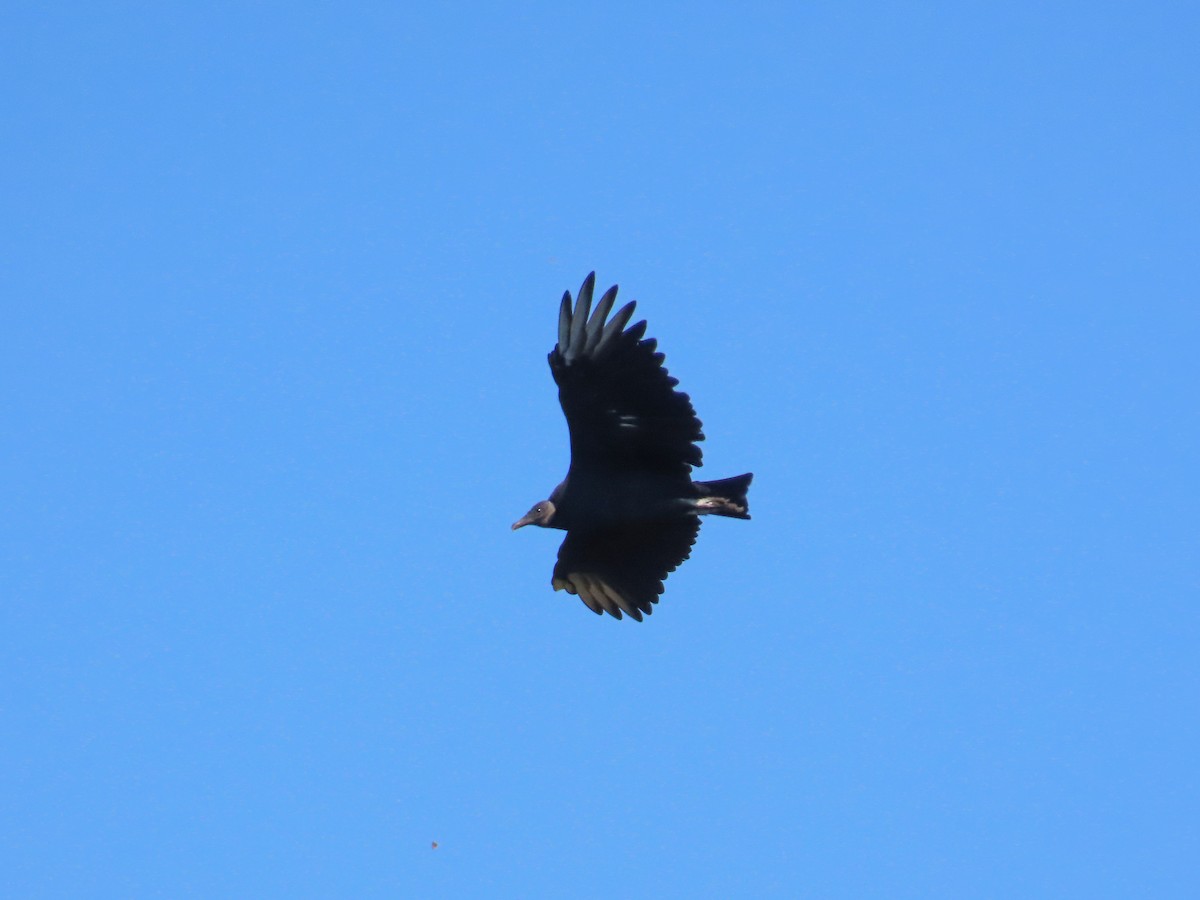 Black Vulture - ML644427227