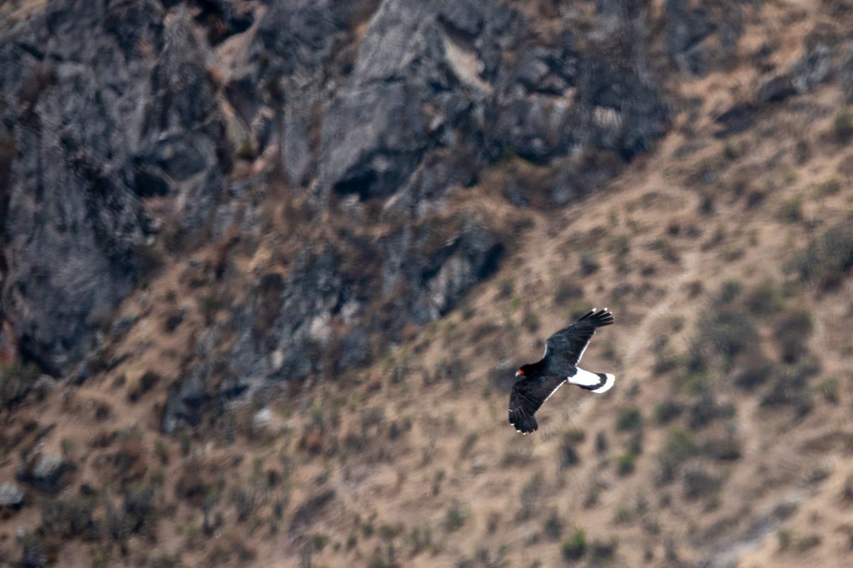 Горная каракара - ML644427237