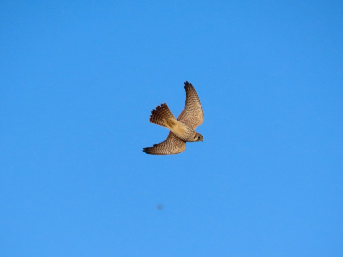 American Kestrel - ML644427241