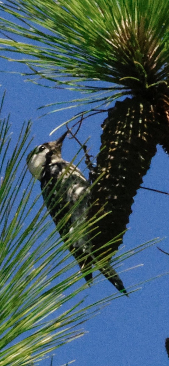 Pic à face blanche - ML644427249