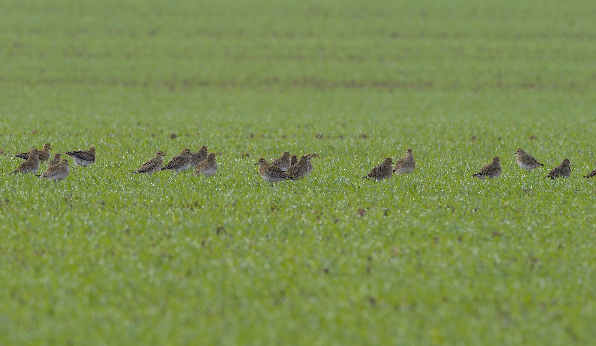 Сивка звичайна - ML644427257