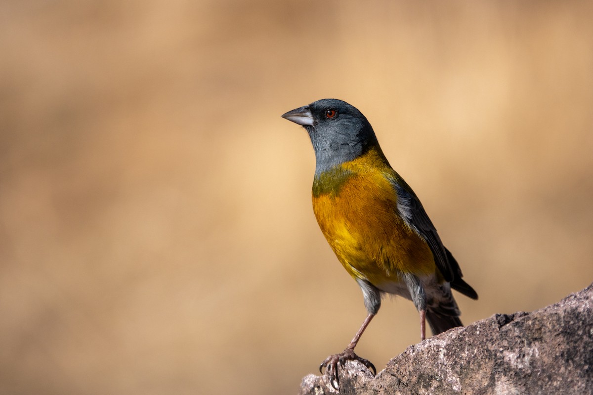 Peruvian Sierra Finch - ML644427264