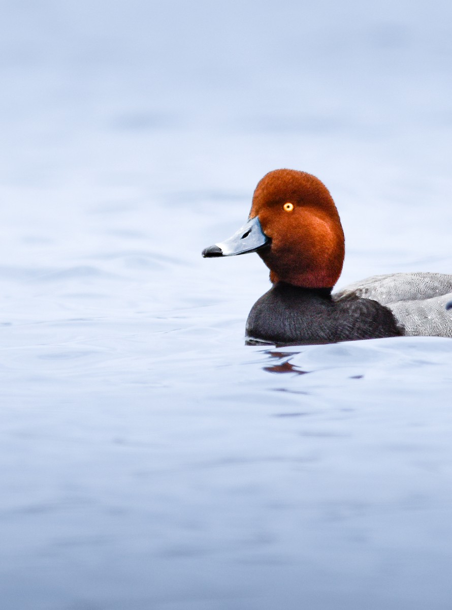 Redhead - ML644427265