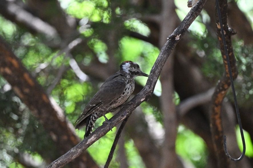 Arizona Woodpecker - ML644427266