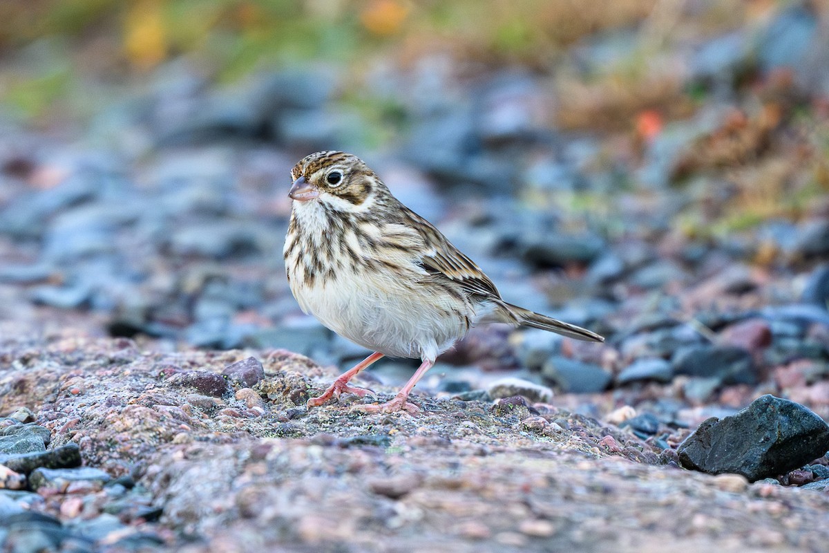 Vesper Sparrow - ML644427272