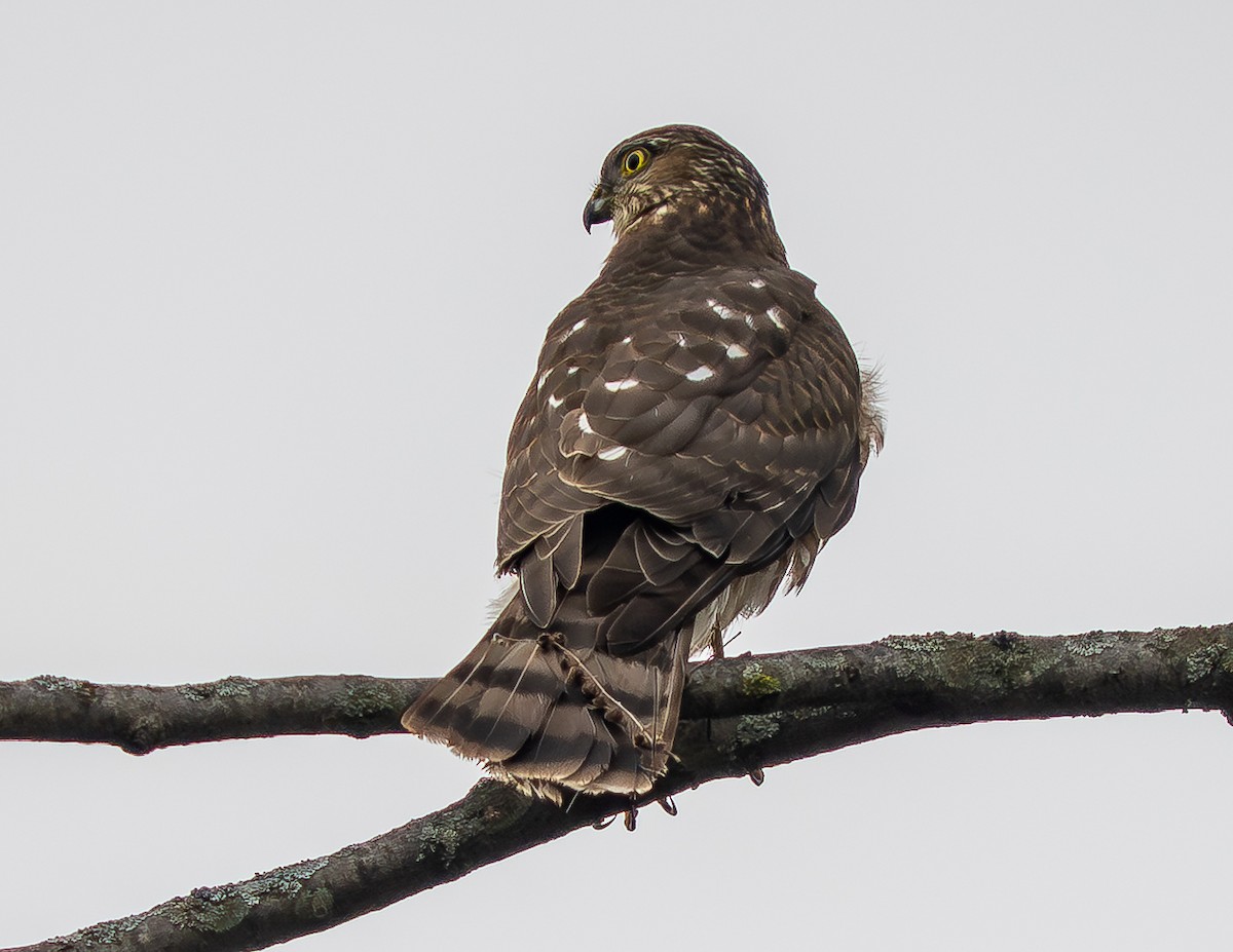 Sharp-shinned Hawk - ML644427285