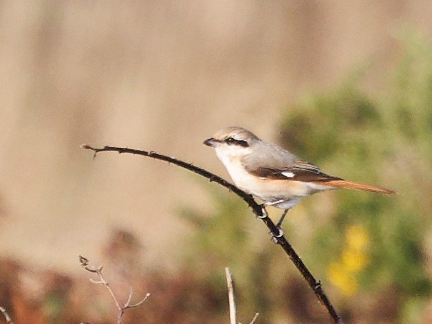 Isabelline Shrike - ML644427286