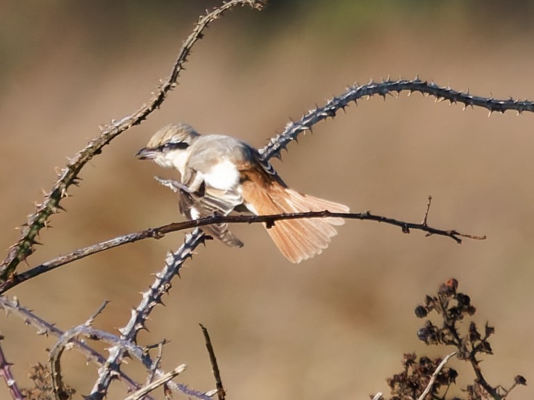 Isabelline Shrike - ML644427287